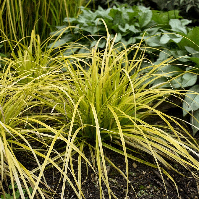EverColor® Everillo Sedge - Image 4