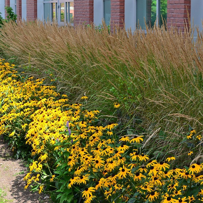 Karl Foerster Feather Reed Grass - Image 4