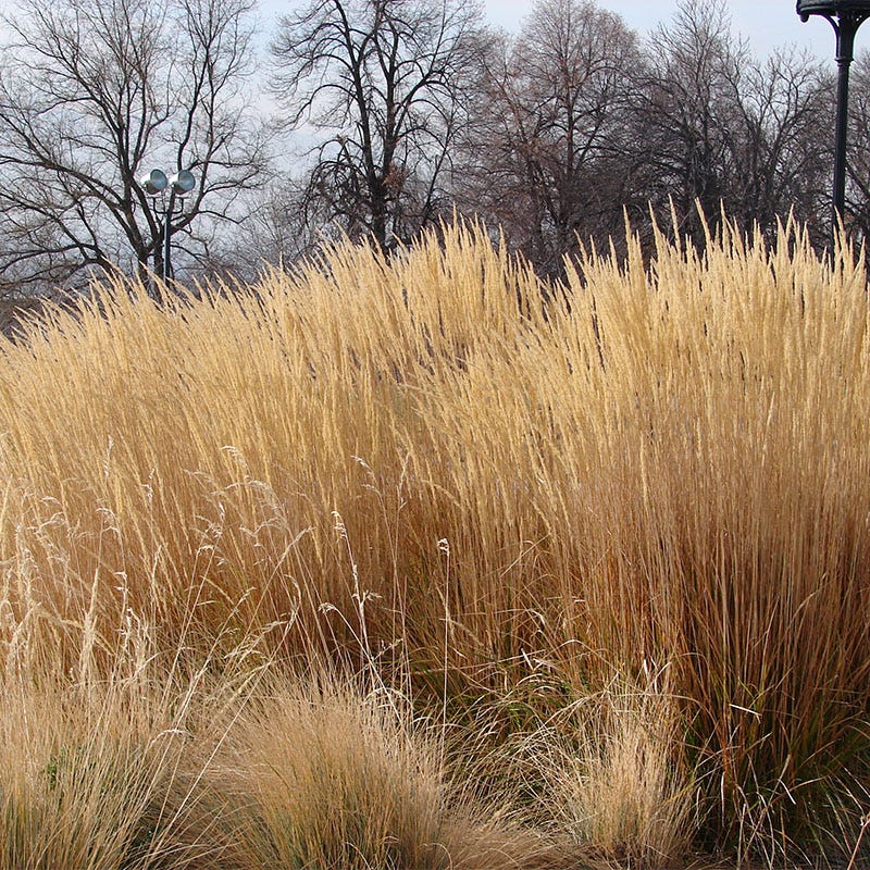 Karl Foerster Feather Reed Grass - Image 7