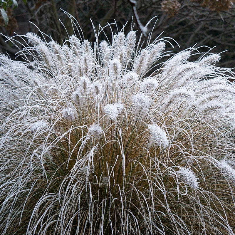Hameln Fountain Grass - Image 5