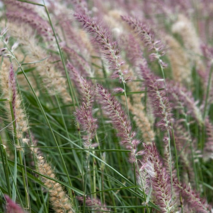 Karley Rose Fountain Grass - Image 4