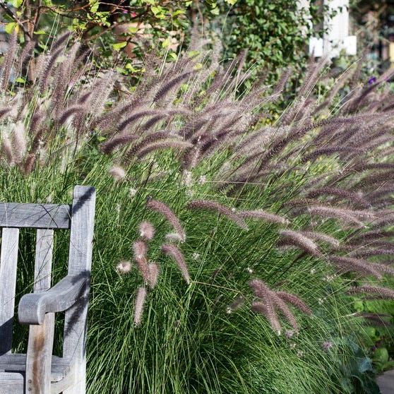 Red Head Fountain Grass - Image 4