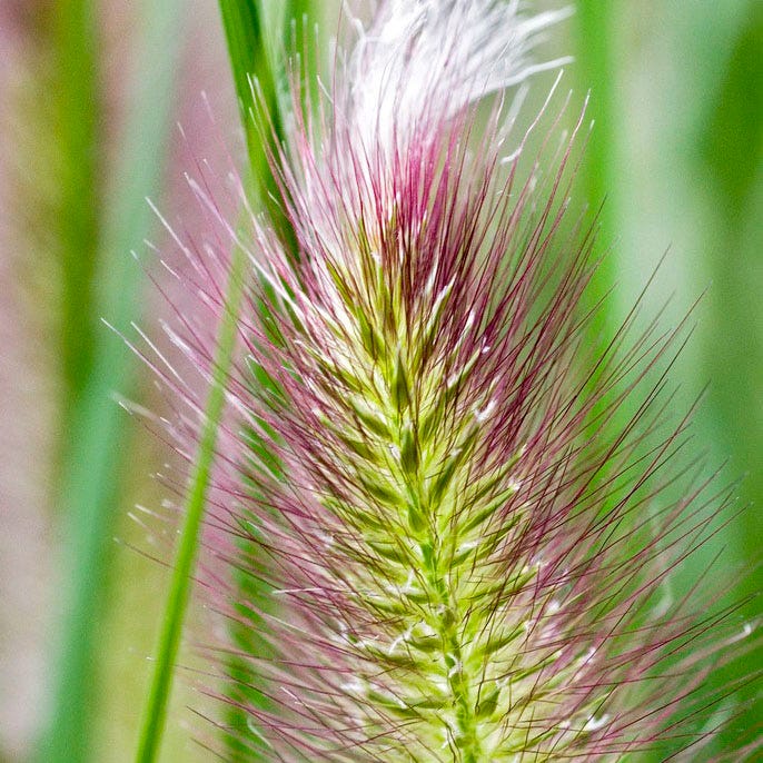 Red Head Fountain Grass - Image 5