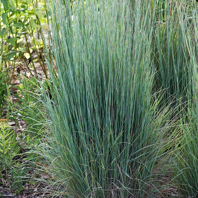 Prairie Blues Little Bluestem Grass - Image 2