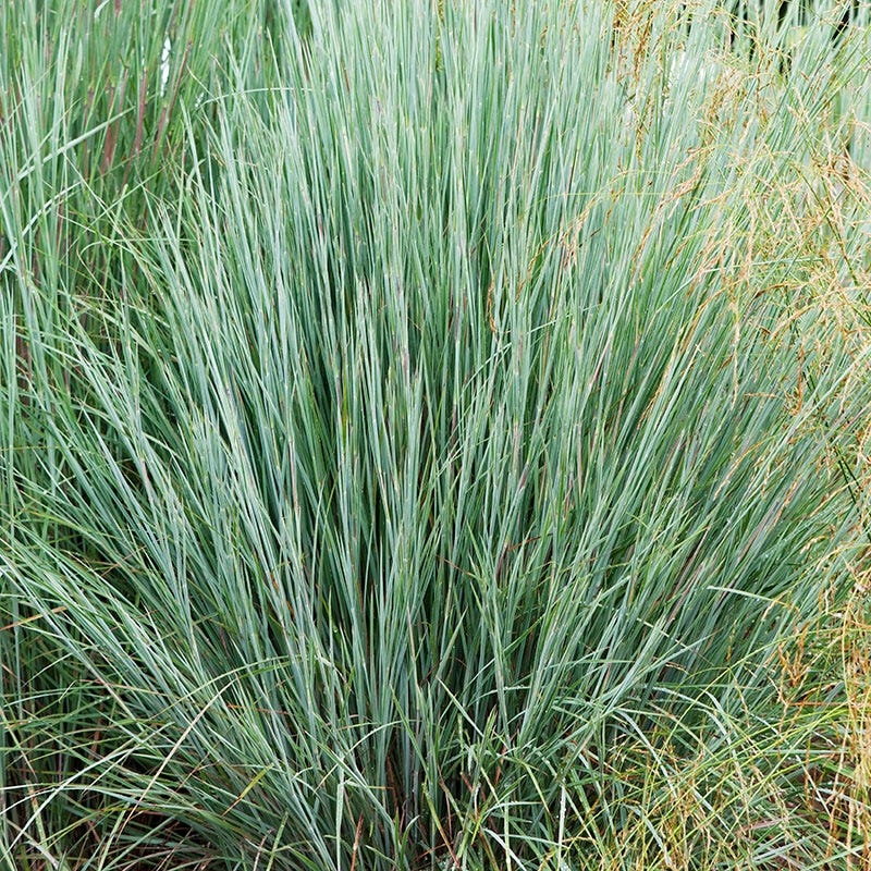 Prairie Blues Little Bluestem Grass - Image 3