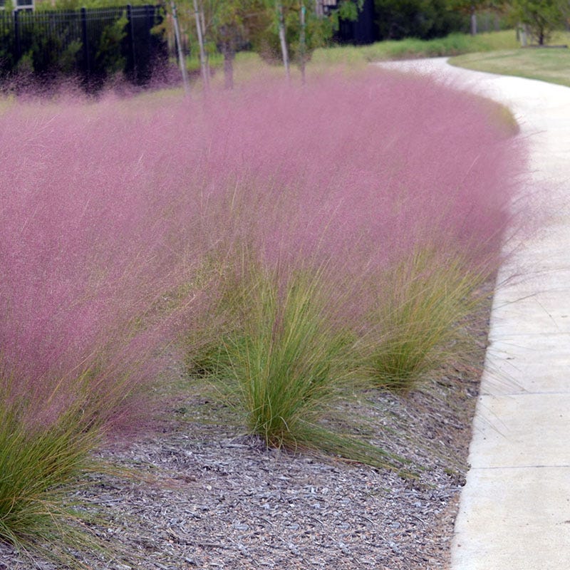 Pink Cloud Muhly Grass - Image 3