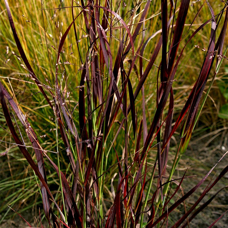 Shenandoah Red Switchgrass - Image 3
