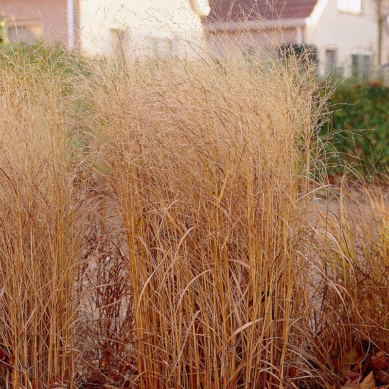 Shenandoah Red Switchgrass - Image 5