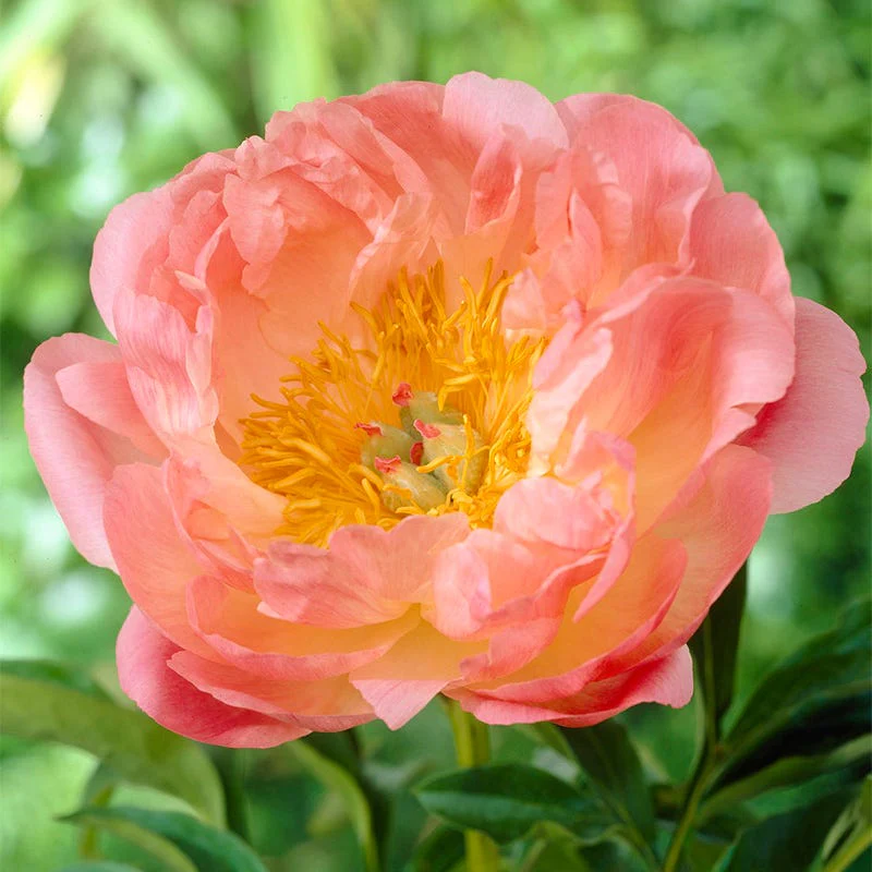 Award Winning Peony Collection - Image 3