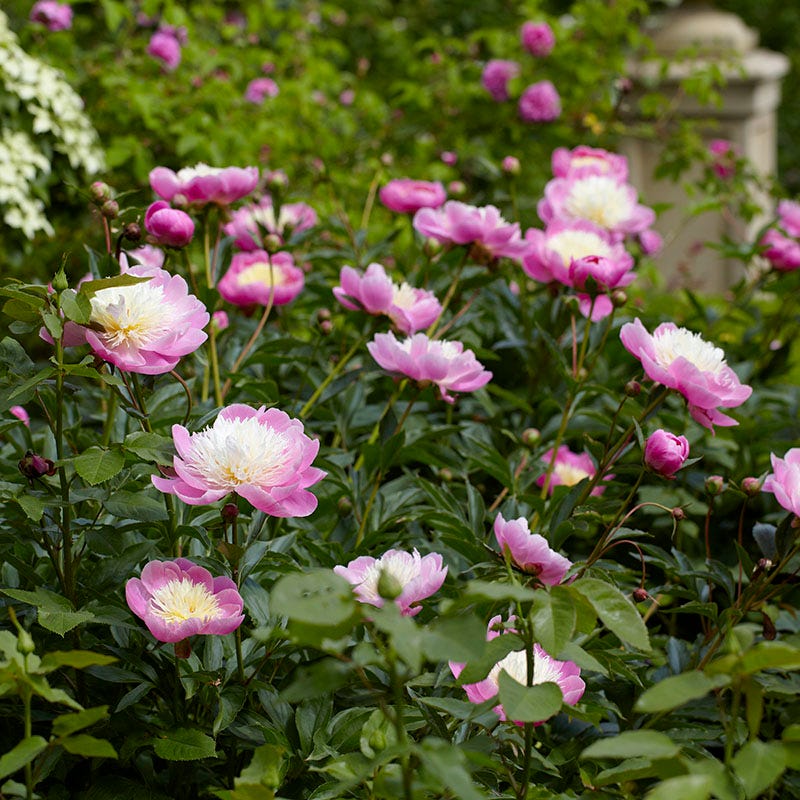Bowl of Beauty Peony - Image 3