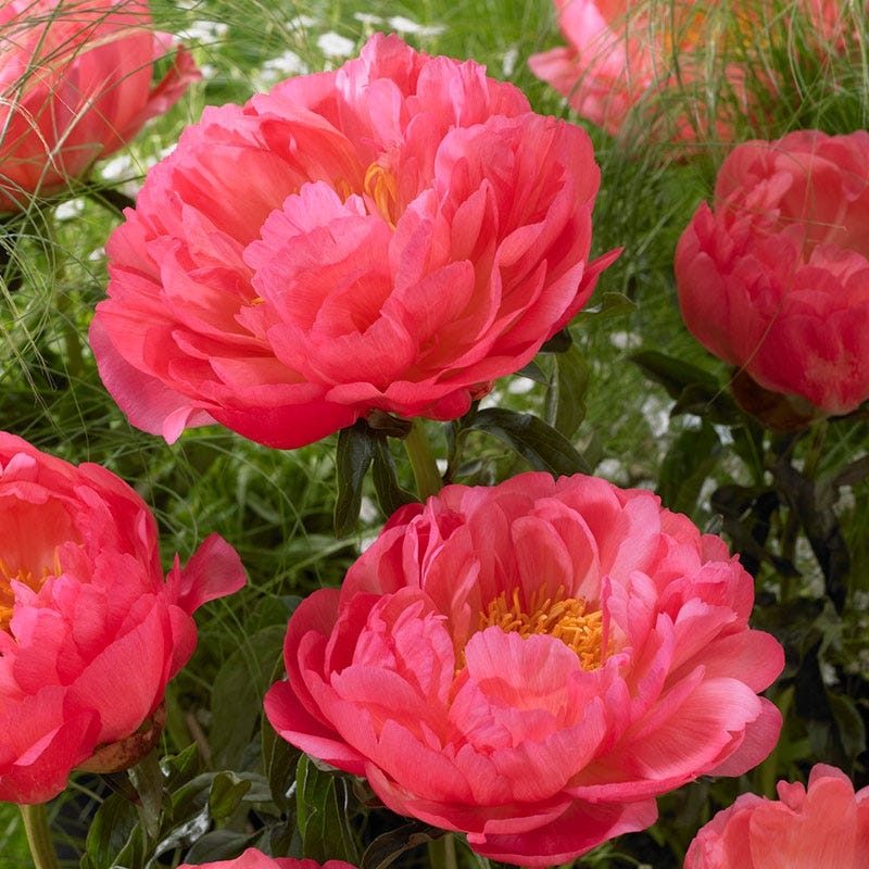 Coral Sunset Peony - Image 2
