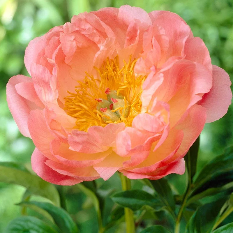 Fragrant Peony Collection - Image 3