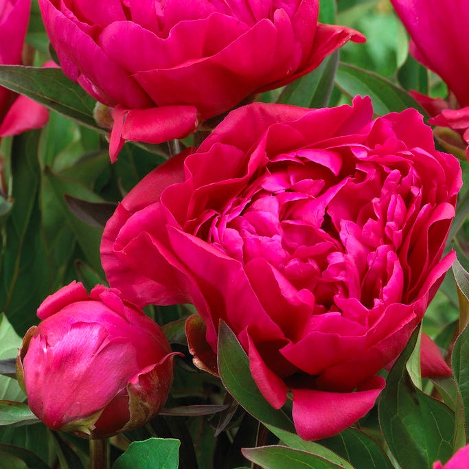 May Mornings Peony Collection - Image 3