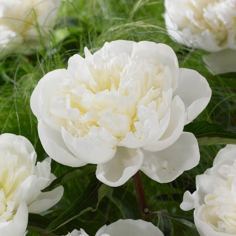 May Mornings Peony Collection - Image 4