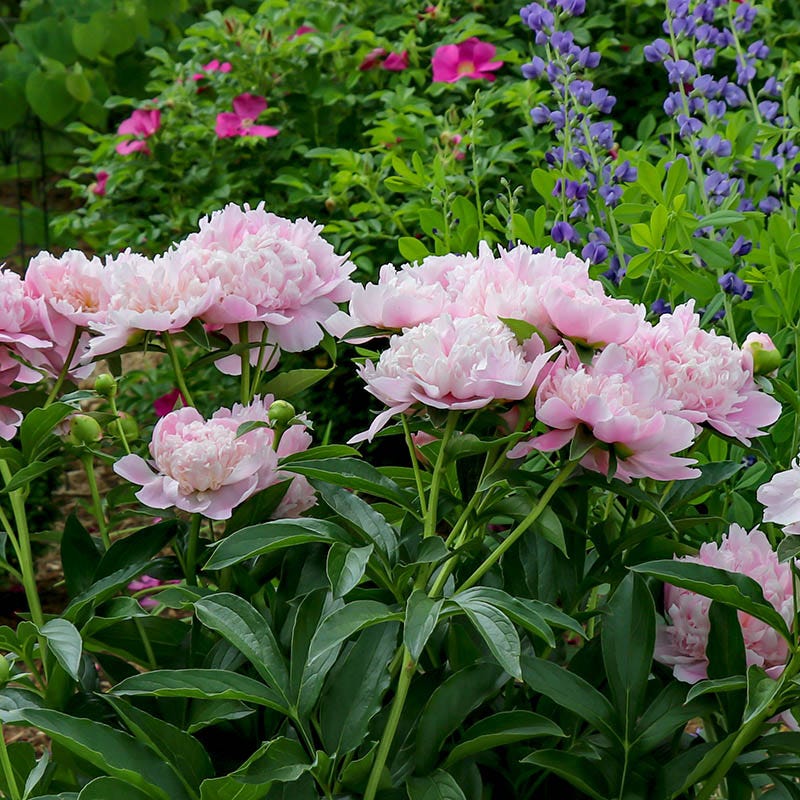 Sarah Bernhardt Peony - Image 2