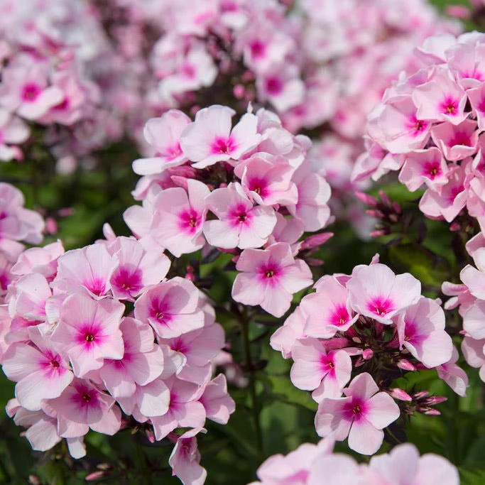 Bright Eyes Phlox - Image 2