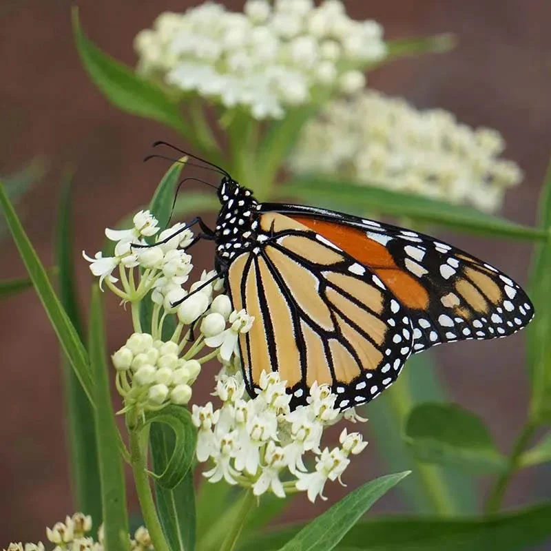 Pollinator Meadow Native Plant Collection - Image 4