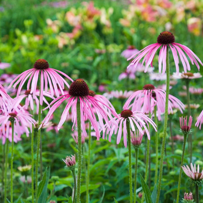 Prairie Habitat Native Plant Collection - Image 3