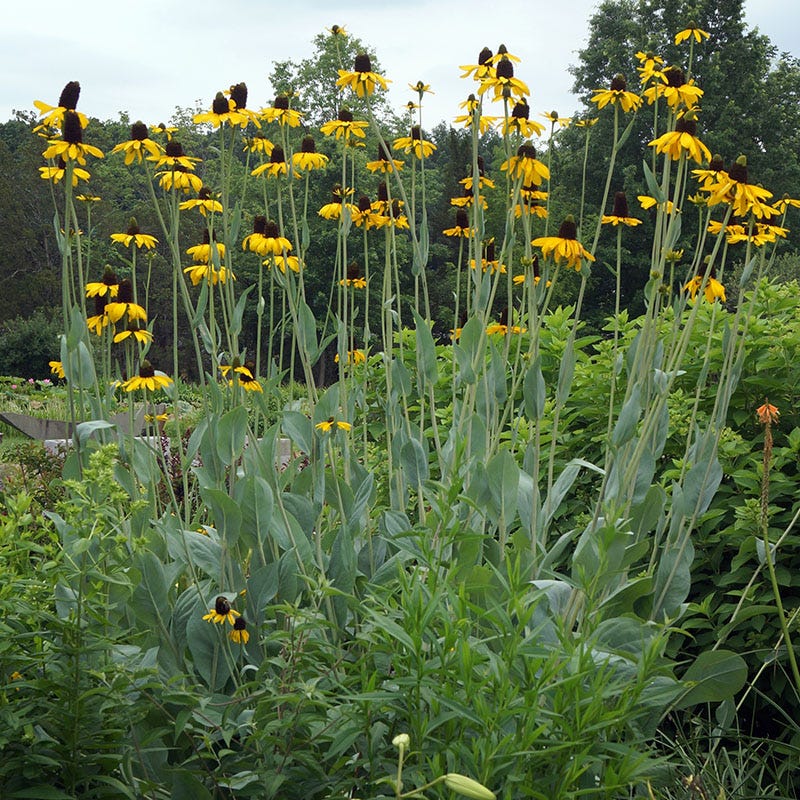 Prairie Habitat Native Plant Collection - Image 4