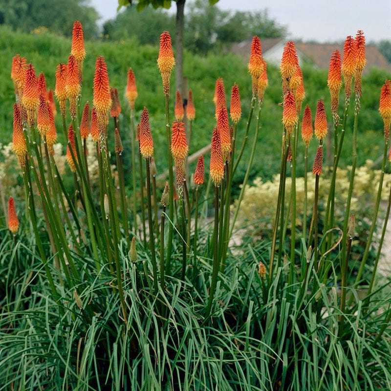 Red Hot Poker Alcazar - Image 3