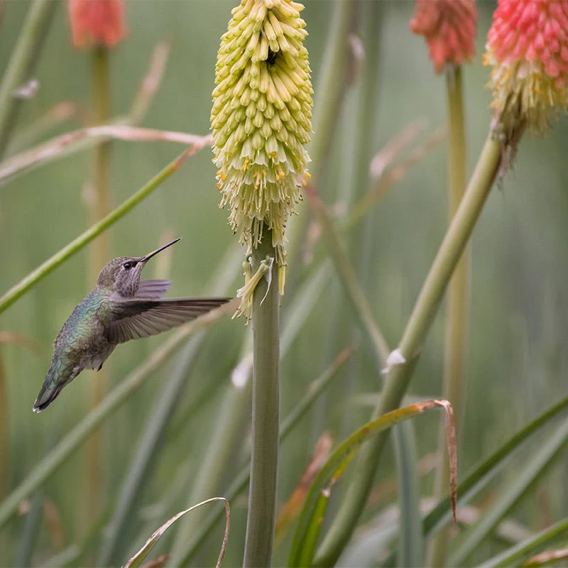 Red Hot Poker Alcazar - Image 6