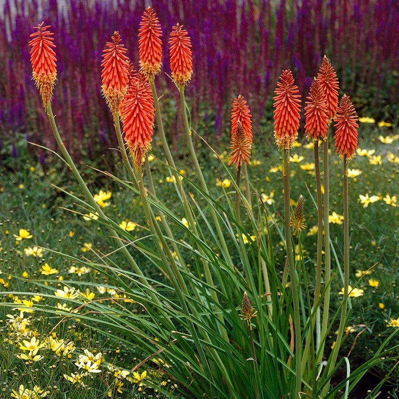 Red Hot Poker Alcazar - Image 7