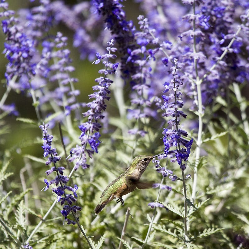 Russian Sage - Image 2
