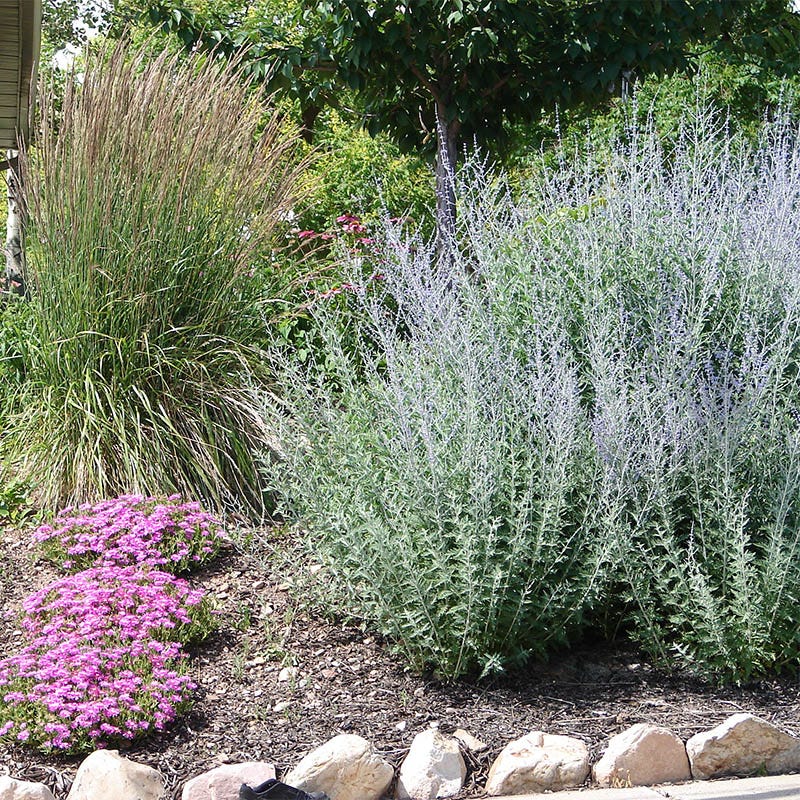 Russian Sage - Image 3