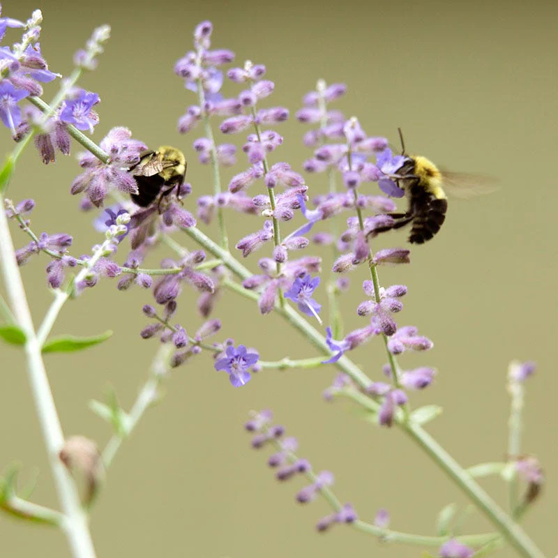 Russian Sage - Image 4