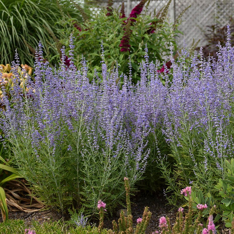 Blue Jean Baby Russian Sage - Image 2