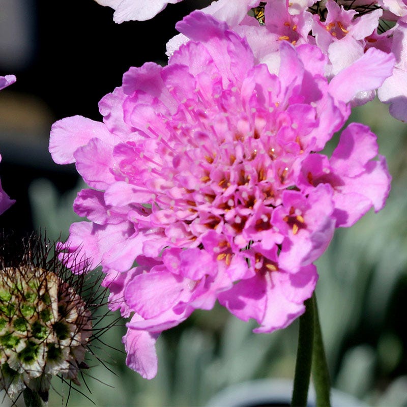 Flutter Rose Pink Scabiosa - Image 2