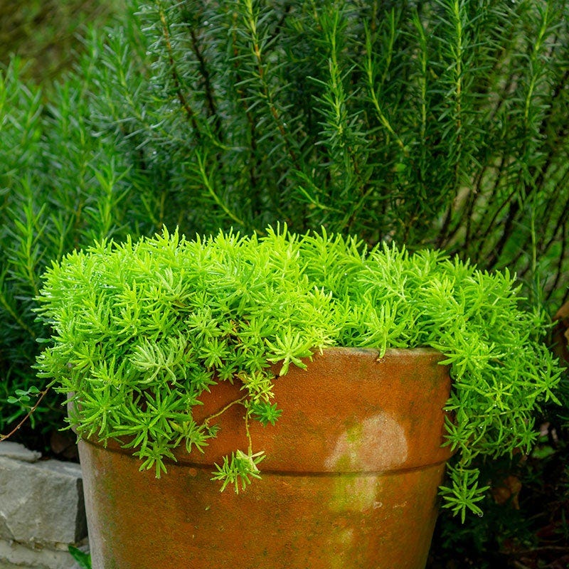 Angelina Sedum - Image 3