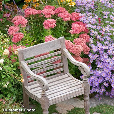 Autumn Joy Sedum - Image 3