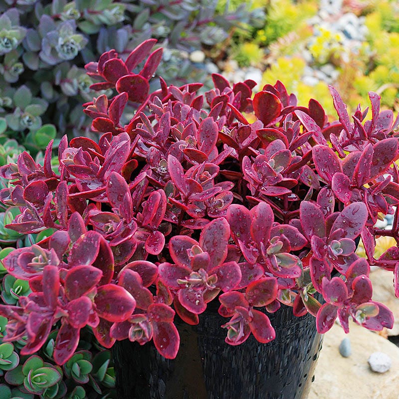 Gemstone Sedum Collection - Image 4