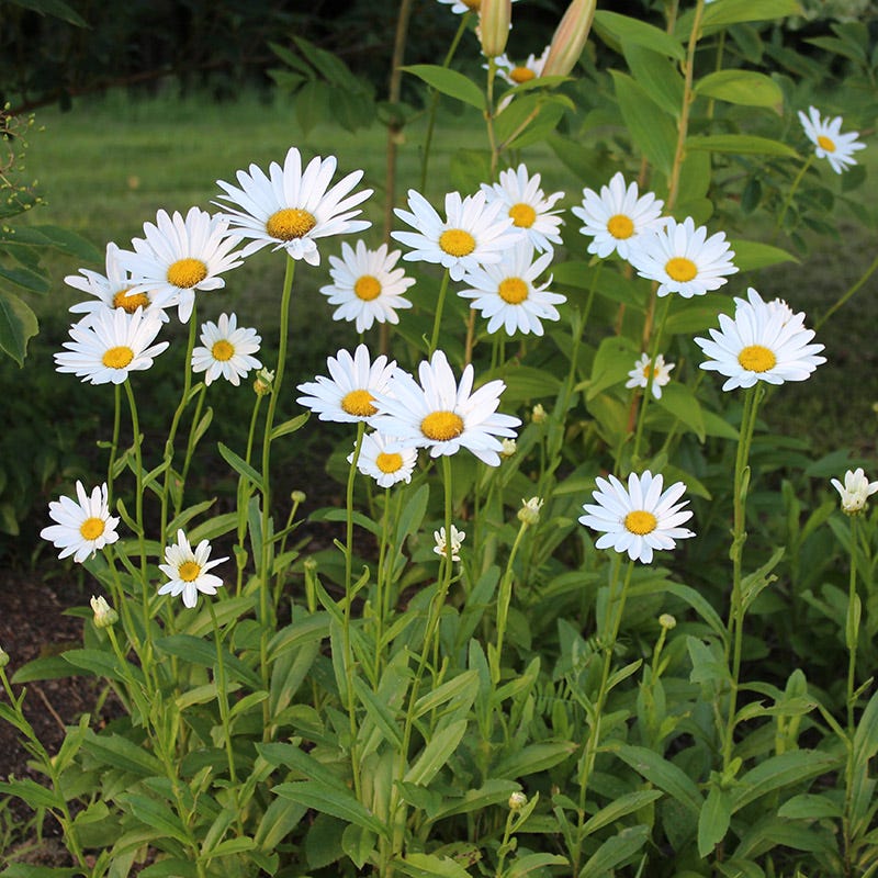 Becky Shasta Daisy - Image 2