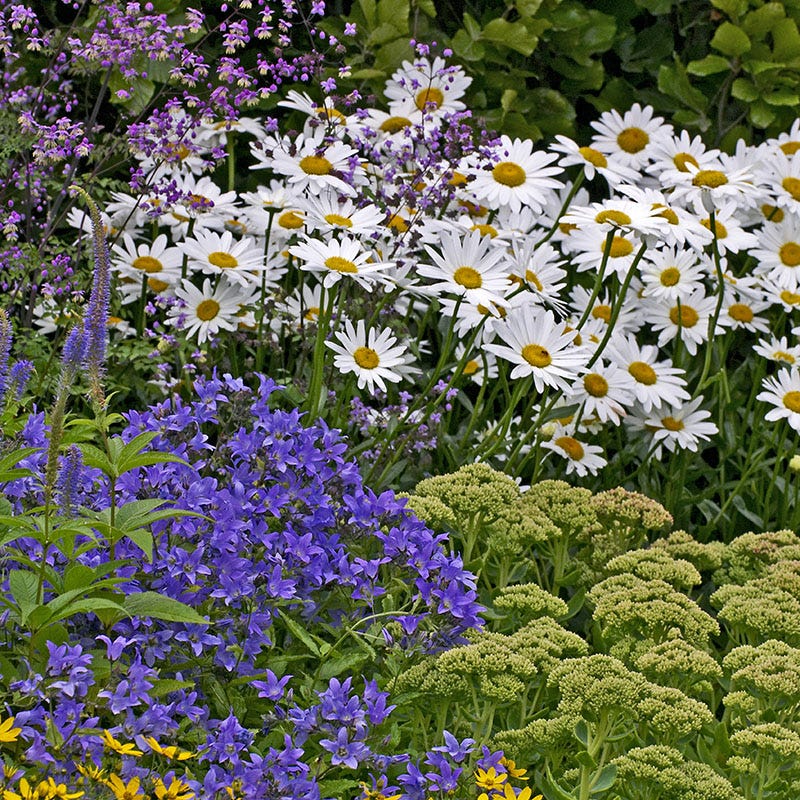 Becky Shasta Daisy - Image 4