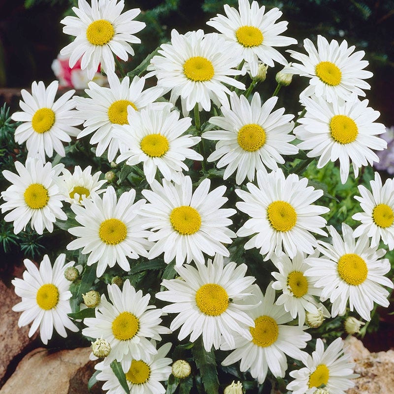 Snowcap Shasta Daisy - Image 2