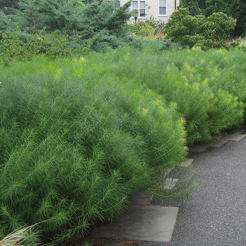 Arkansas Bluestar - Image 3