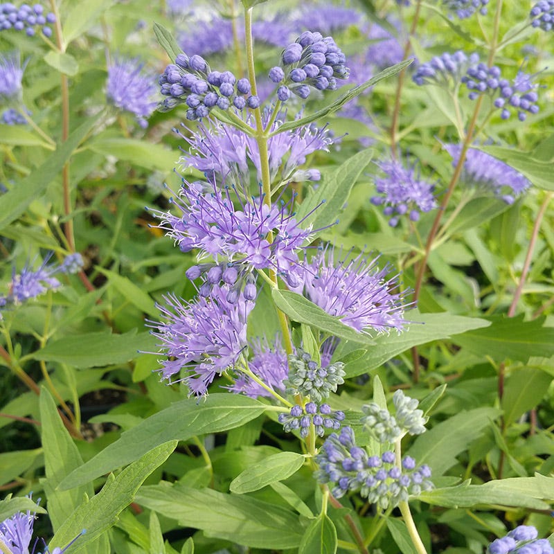 Dark Knight Bluebeard - Image 2