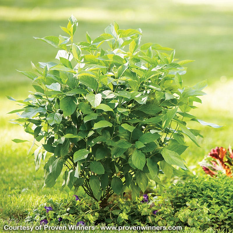 Arctic Fire® Dogwood - Image 2