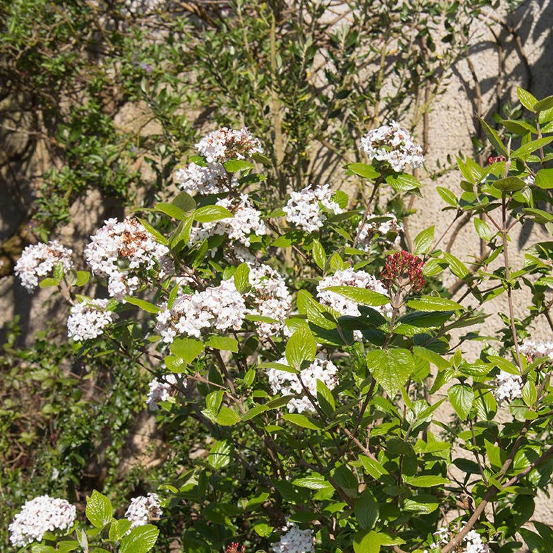 Mohawk Viburnum - Image 3