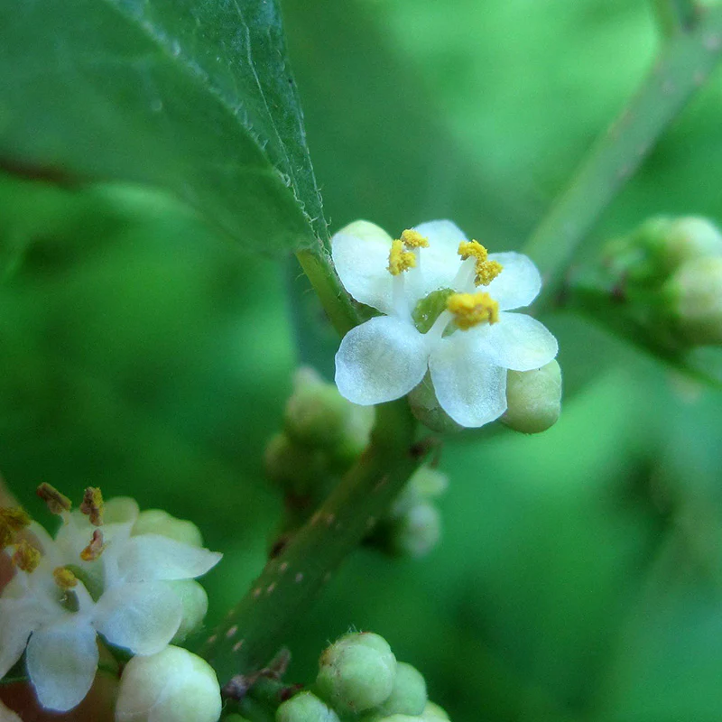 Winterberry Hardy Shrub Collection - Image 4