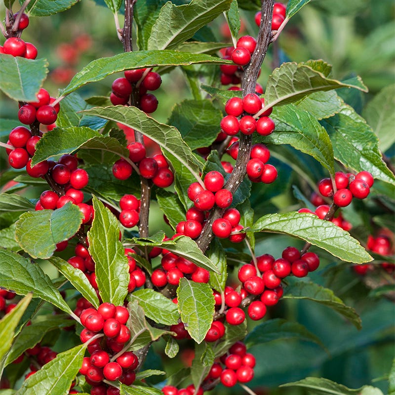 Winterberry Hardy Shrub Collection - Image 3
