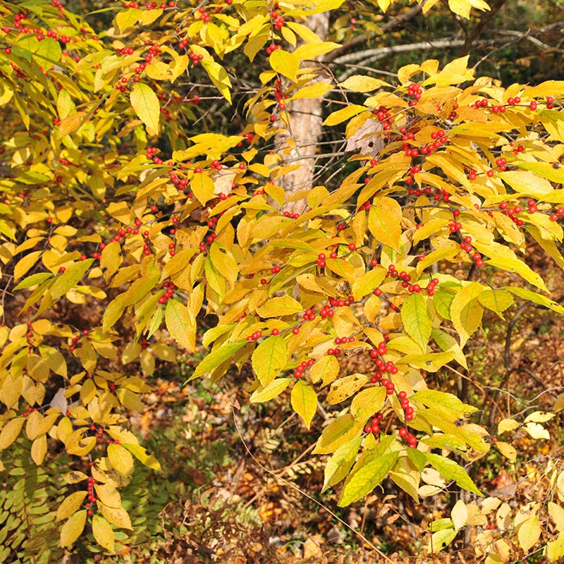 Winter Red Winterberry - Image 2