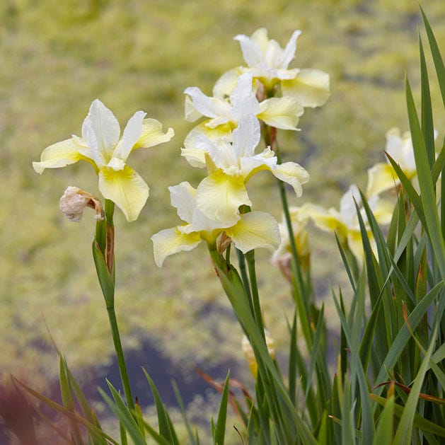 Butter and Sugar Siberian Iris - Image 2