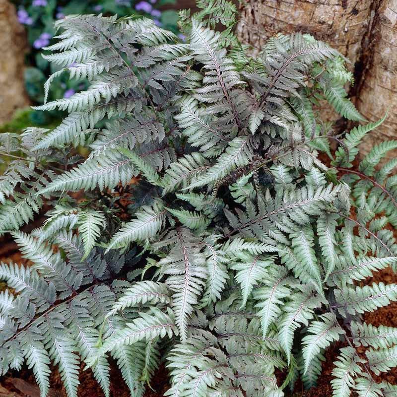 Stormy Shade Low Grow Plant Collection - Image 3