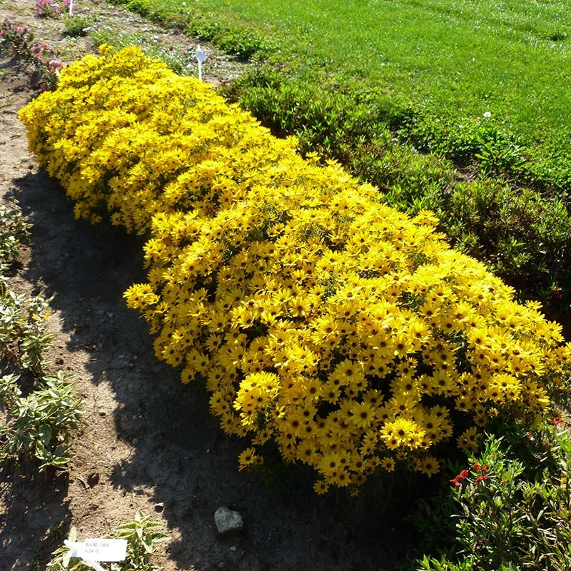 Autumn Gold Willowleaf Sunflower - Image 2