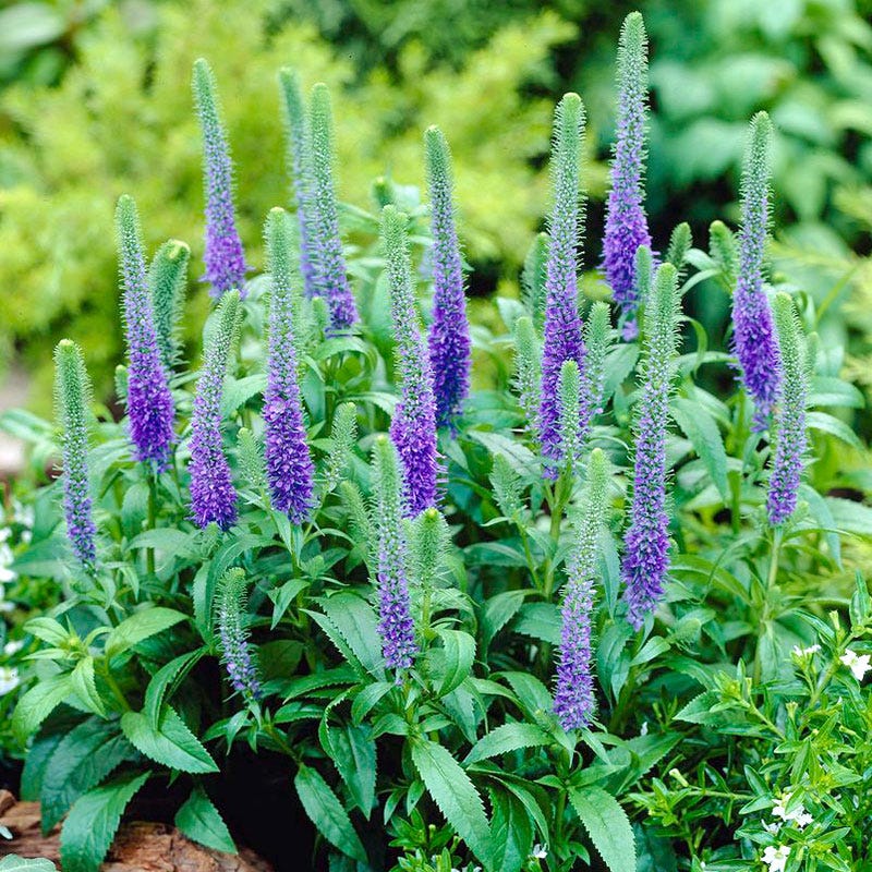 Royal Candles Veronica - Image 2