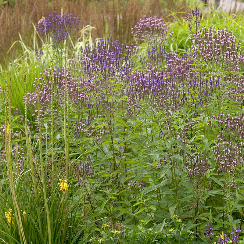 Blue Vervain - Image 4