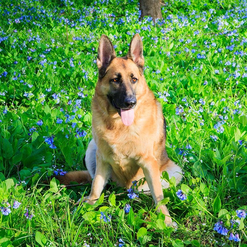 Virginia Bluebells - Image 3